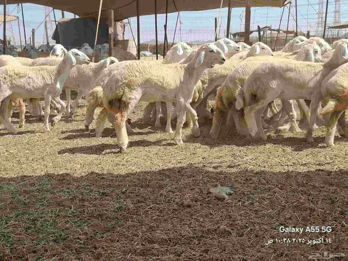رخال تأسيس مراح 18