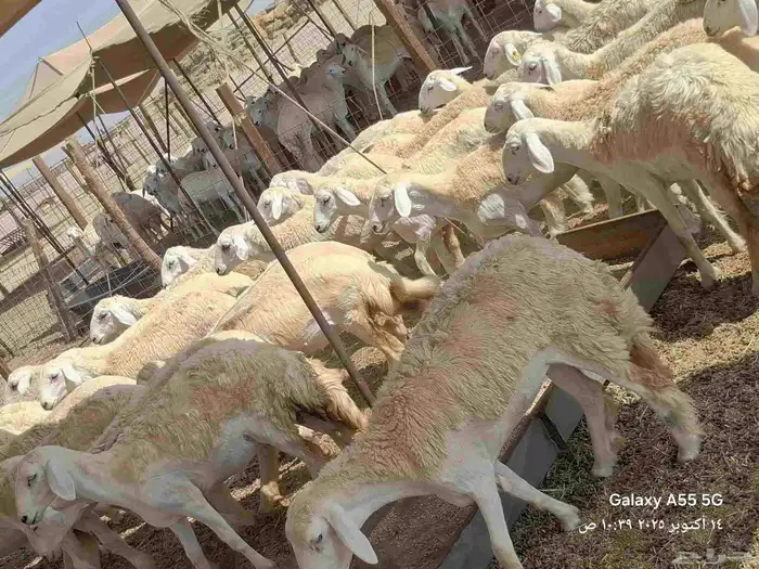 رخال تأسيس مراح 10
