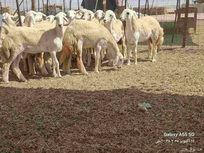 رخال تأسيس مراح 17