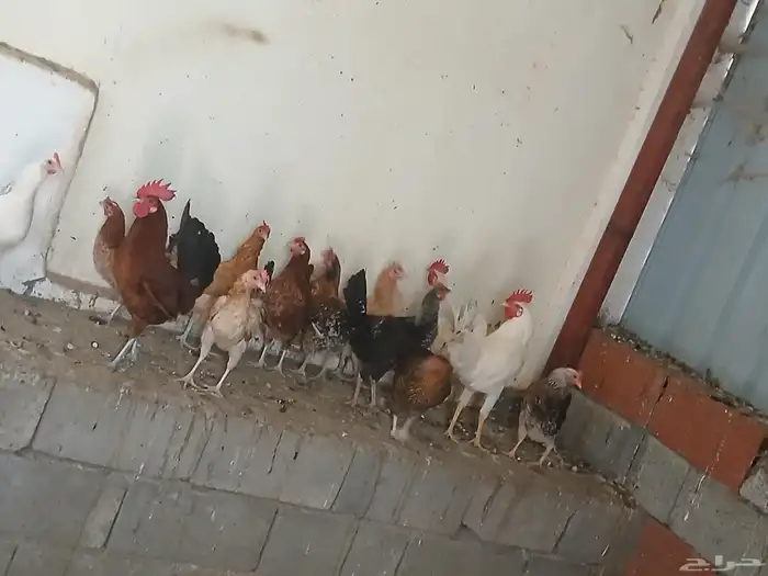 دجاج بلدي حضان 1