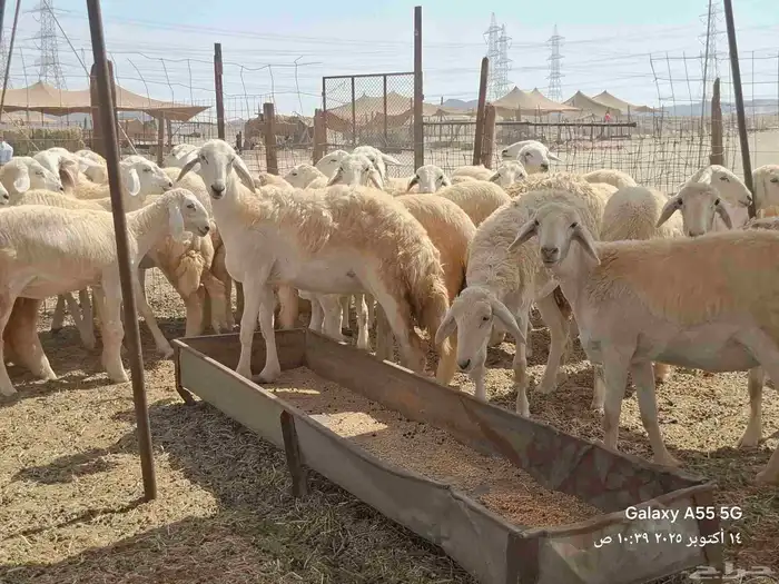 رخال تأسيس مراح 19