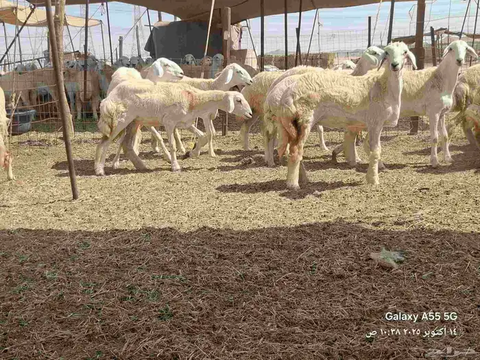 رخال تأسيس مراح 13
