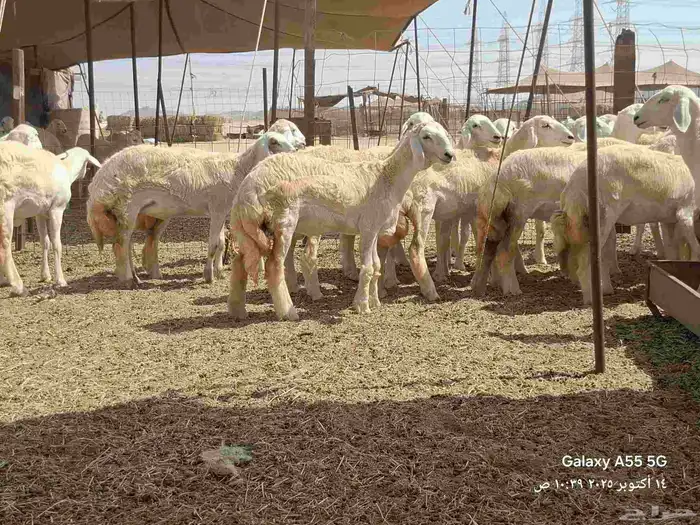 رخال تأسيس مراح 12