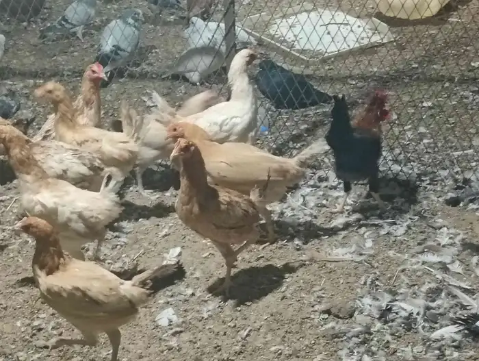 دجاج بلدي بياض ب25 الحبه جمله 9