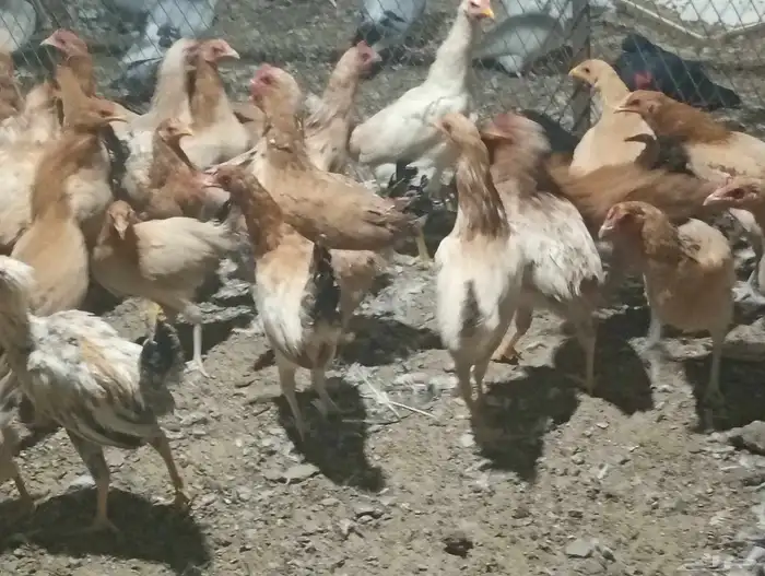 دجاج بلدي بياض ب25 الحبه جمله 3