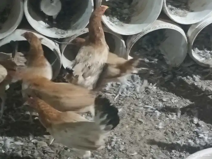 دجاج بلدي بياض ب25 الحبه جمله 14