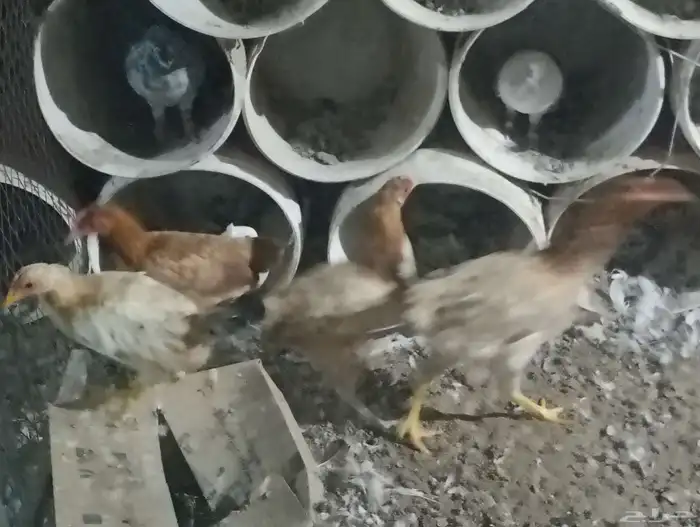 دجاج بلدي بياض ب25 الحبه جمله 8