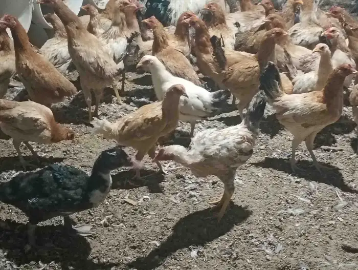 دجاج بلدي بياض ب25 الحبه جمله 1