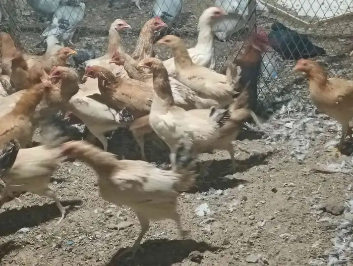 دجاج بلدي بياض ب25 الحبه جمله 4