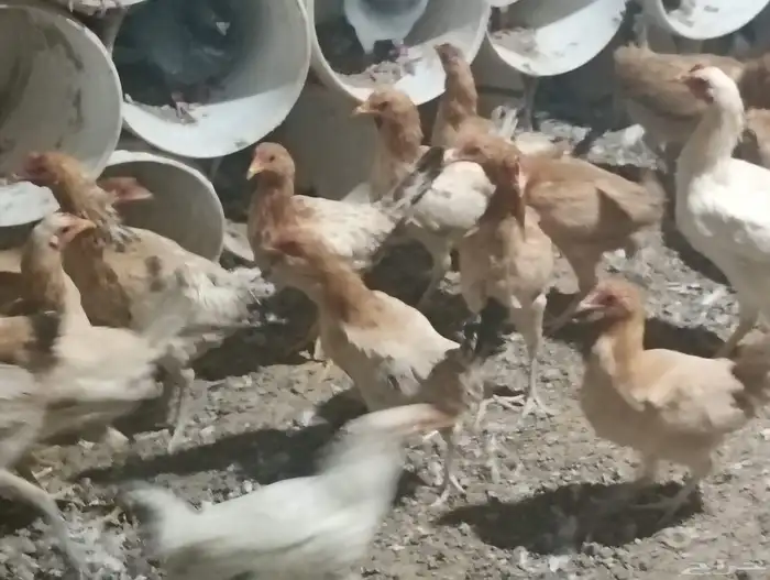 دجاج بلدي بياض ب25 الحبه جمله 13