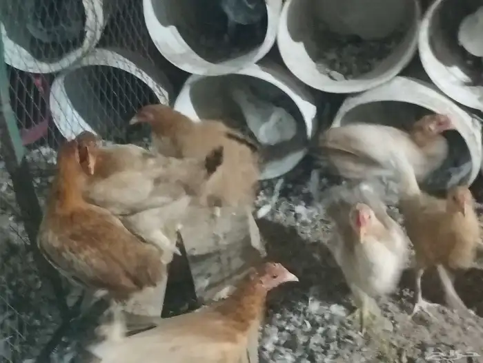 دجاج بلدي بياض ب25 الحبه جمله 12