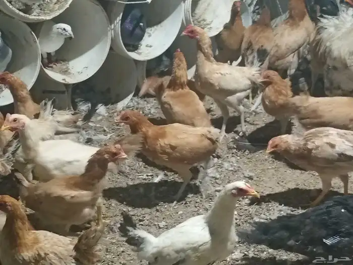 دجاج بلدي بياض ب25 الحبه جمله 10