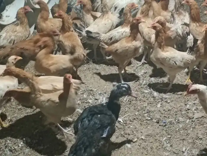 دجاج بلدي بياض ب25 الحبه جمله 11