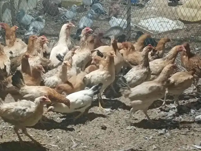 دجاج بلدي بياض ب25 الحبه جمله 2