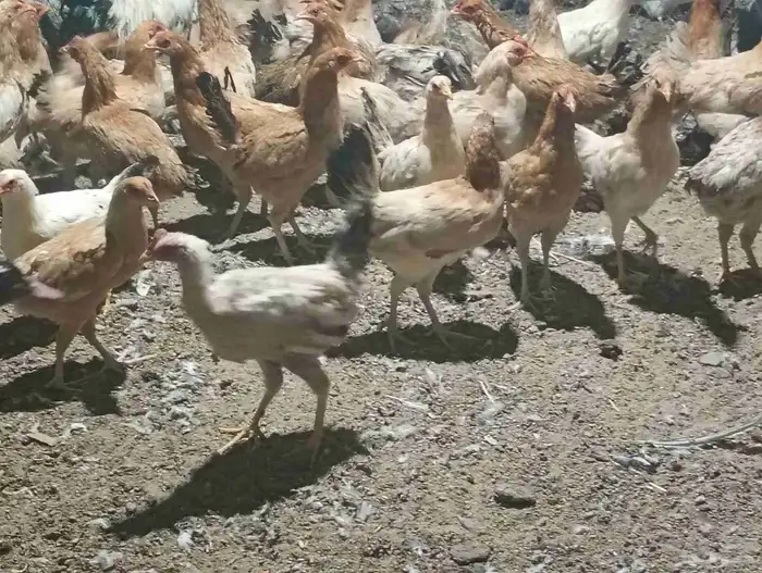 دجاج بلدي بياض ب25 الحبه جمله 0