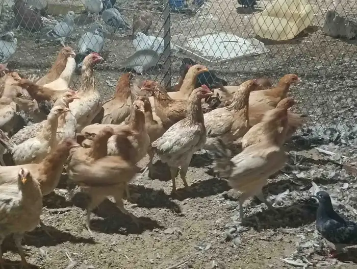 دجاج بلدي بياض ب25 الحبه جمله 6