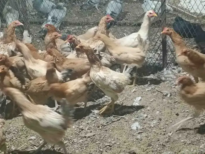 دجاج بلدي بياض ب25 الحبه جمله 5