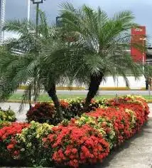 زراعه جميع انواع الاشجار والنخل النجيل وكل ما يتعلق بالزراعه 16