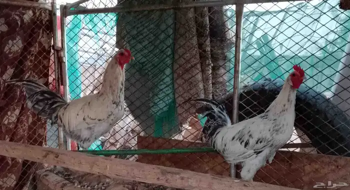 سلام عليكم البيع دجاج دجاجه وديك 1