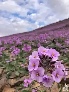 بكج ازهار الربيع البرية عرض خاص 12