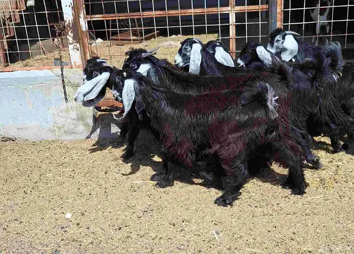 جفرات عوارض صنف تأسيس مراح العدد 10 با الفحل للقناي 25