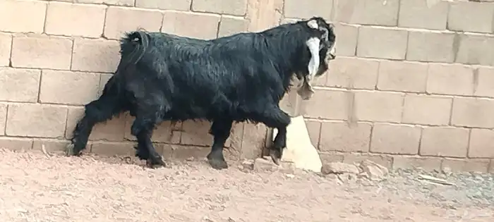 تيس عارضي مشروط القريع والإنتاج 6
