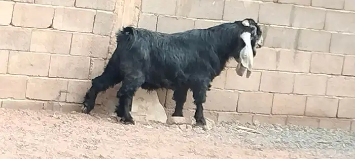 تيس عارضي مشروط القريع والإنتاج 9