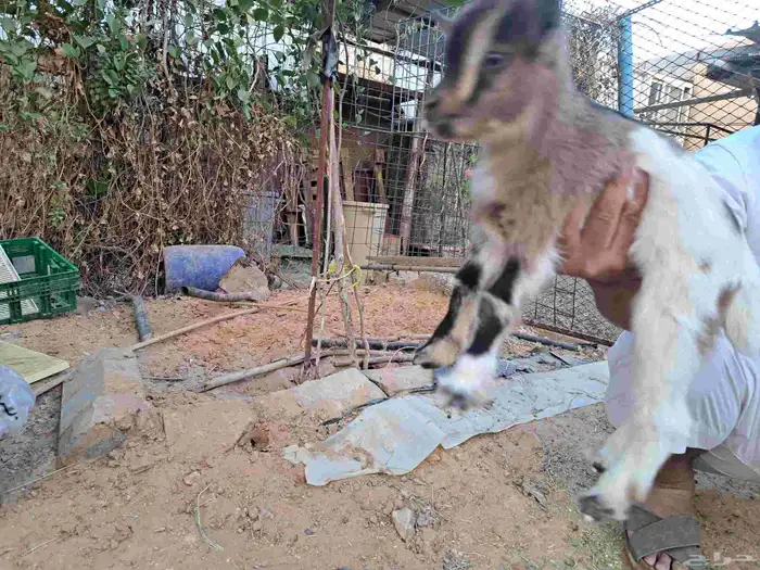 تيس قزمي 7 أيام 0