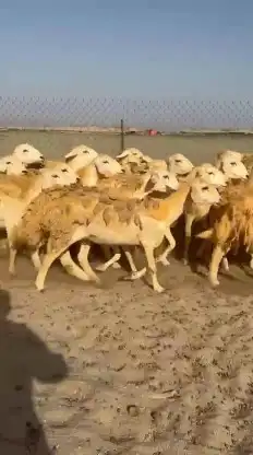 أعرض لكم غنم حريات رخال حرش صنف الصنف عددها 30 تحتها 2 3