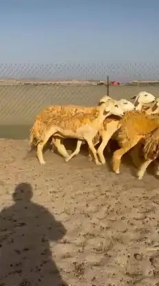 أعرض لكم غنم حريات رخال حرش صنف الصنف عددها 30 تحتها 2 5
