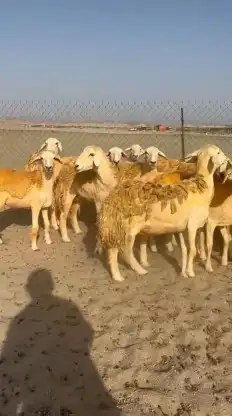 أعرض لكم غنم حريات رخال حرش صنف الصنف عددها 30 تحتها 2 0