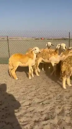 أعرض لكم غنم حريات رخال حرش صنف الصنف عددها 30 تحتها 2 1