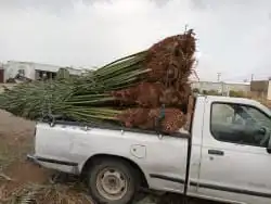 يوجد لدينا نخل للبيع 3