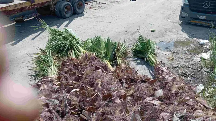 ابوياسين لبيع جميع انواع النخيل البلدي والواشنطن والفسيل 0