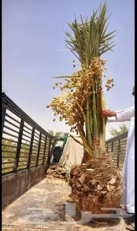 نخل للبيع نخيل مثمر نقايل فسايل خلاص سكري شيشي صقعي برحي سلج 4
