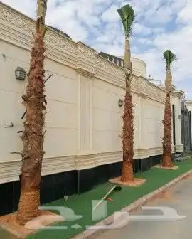 نخل واشنطني واشنطوانيا زينه للبيع 4