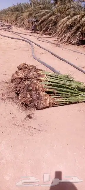 يوجد لديناء جميع انوع الفروخ والنقيل 8