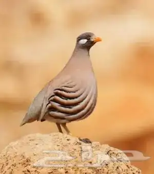 حجل رملي للبيع 1