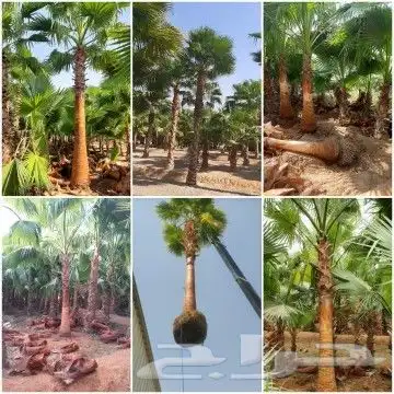 نخل واشنطني واشنطوانيا زينه للبيع 6