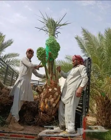 نخل للبيع نخيل مثمر نقايل فسايل خلاص صقعي سكري شيشي برحي سلج 5