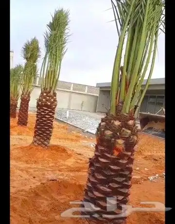 نخل للبيع نخيل مثمر نقايل فسايل خلاص صقعي سكري شيشي برحي سلج 4