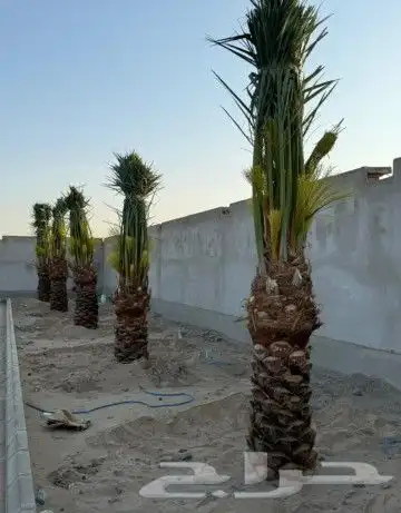 نخل للبيع نخيل مثمر نقايل فسايل خلاص سكري شيشي صقعي برحي سلج 0