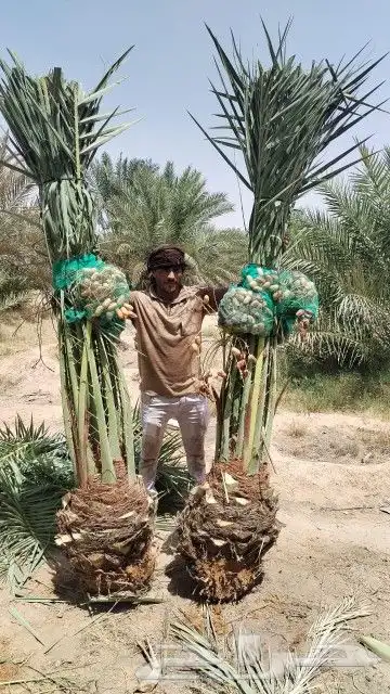 نخل مثمر للبيع اخلاص سكري صقعي شيشي نبوت سيف سلطانه شيشي index