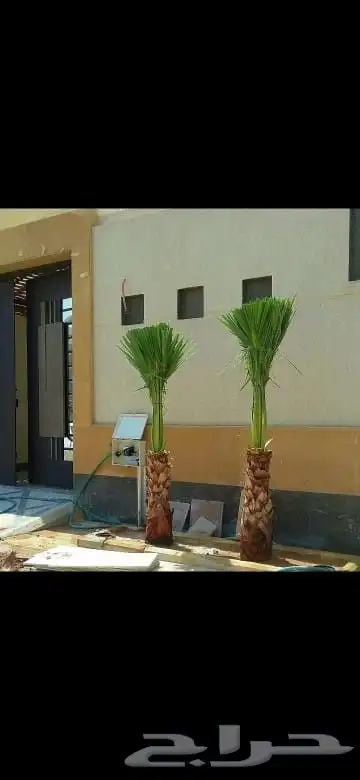 يوجد لدينا نخل للبيع 9
