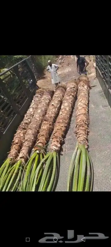 نخل مثمر بجميع انواعها 8