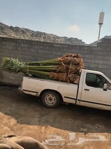 يوجد لدينا نخل للبيع 6