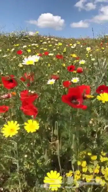 بذور ازهار الوسمي و الربيع البرية 3