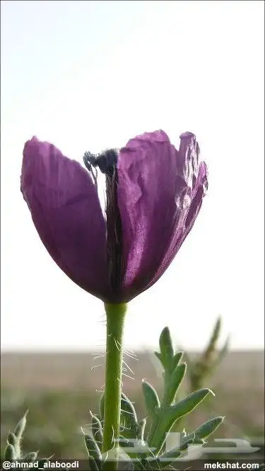 بكج ازهار الربيع البرية عرض خاص 11