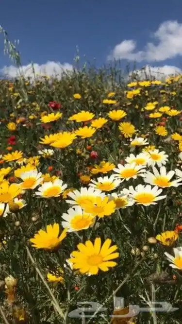 بكج ازهار الربيع البرية عرض خاص 7