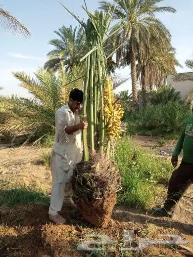 نخل مثمر للبيع اخلاص سكري صقعي شيشي نبوت سيف سلطانه شيشي index